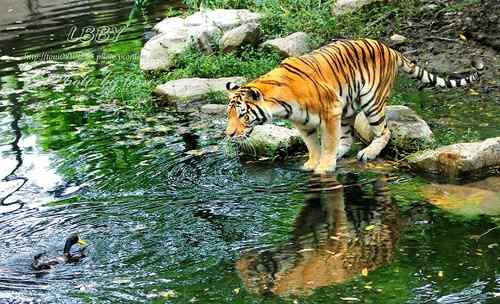 【多图】老虎捕食鸭子！