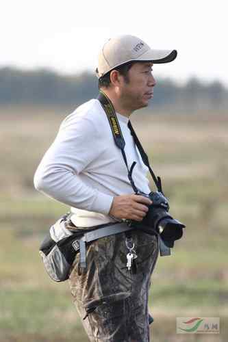 林甸的白头鹤 林甸的白头鹤