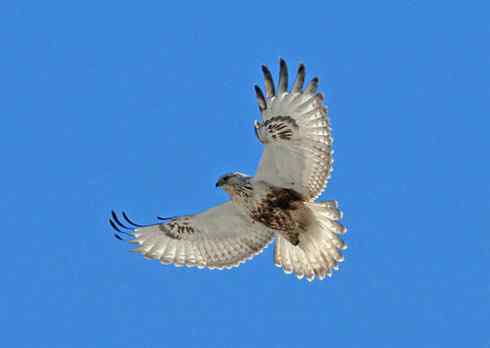 如何识别飞行的毛脚鵟