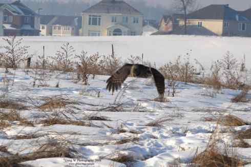 乌林鸮居住的环境 乌林鸮居住的环境