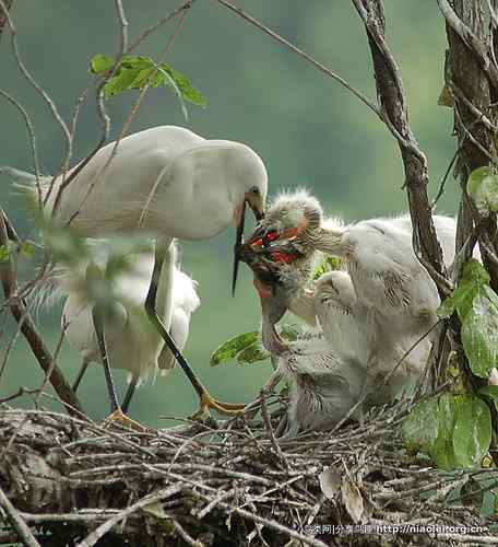 95张鸟儿嬉戏精品图集