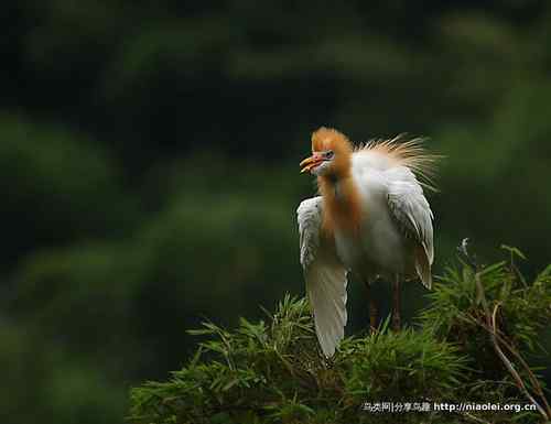 95张鸟儿嬉戏精品图集