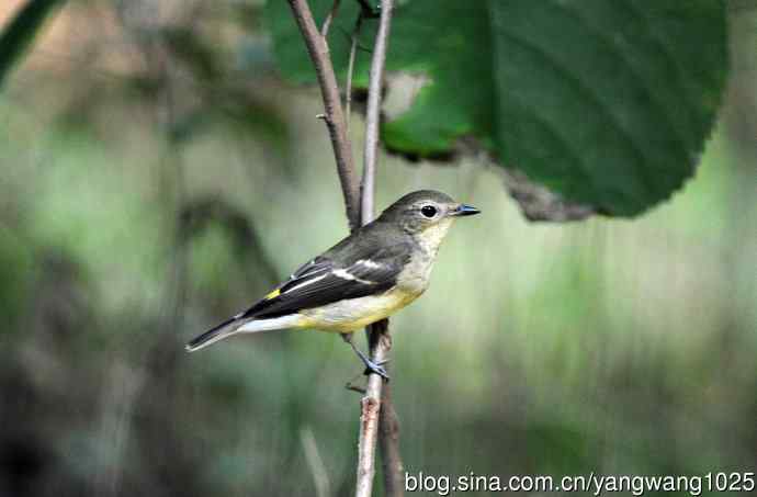 雌性白眉姬鹟（12）