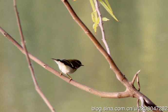 151.圣诞节送上12月份拍新鸟 151.圣诞节送上12月份拍新鸟