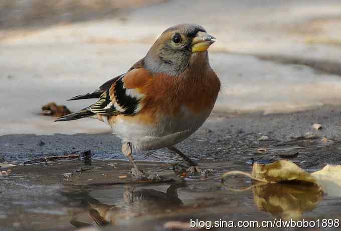 小鸟汲水图 wbrbobo打鸟歌