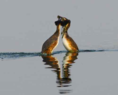 水上探戈舞蹈家——鸊鷉