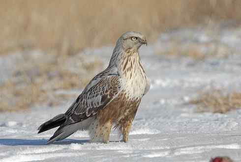 [组图欣赏]毛脚鵟妈妈