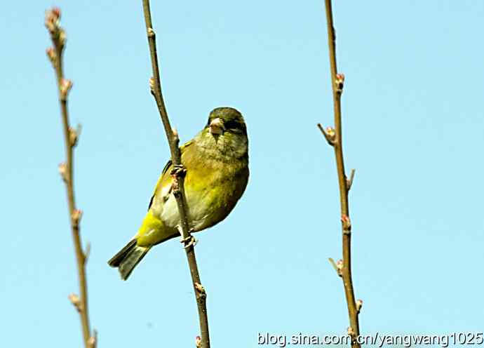 艰难(大风中的金翅鸟纪实) 艰难(大风中的金翅鸟纪实)