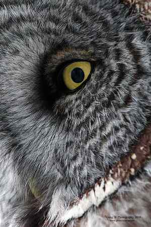 猫头鹰乌林鸮的”雷达系统” 猫头鹰乌林鸮的”雷达系统”