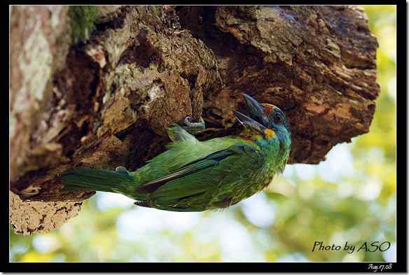 台湾特有鸟类 五色鸟/台湾拟啄木