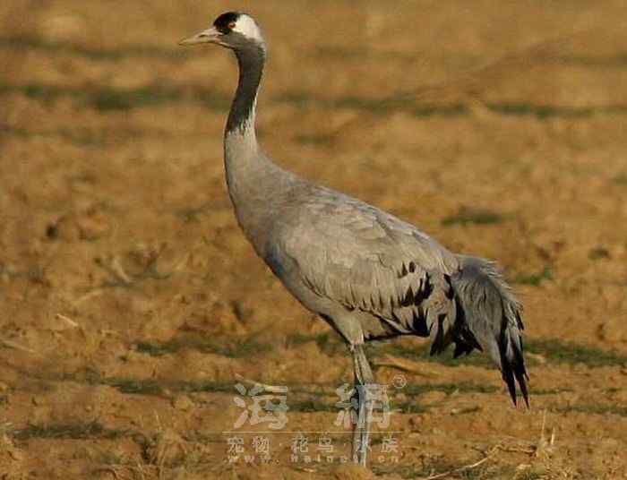 世界著名鸟类——鹤形目