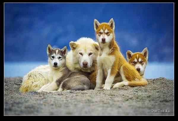 动物世界图片(下) 动物世界图片(下)