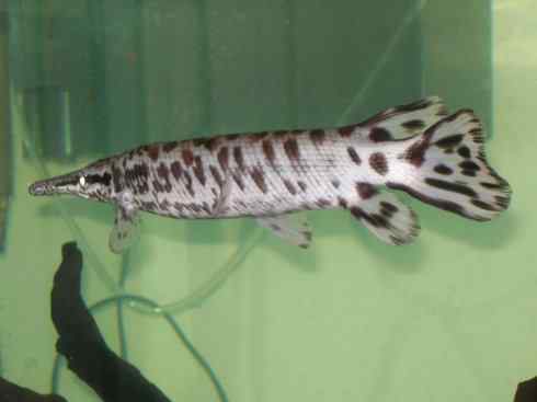 鱼类活化石：鳄雀鳝