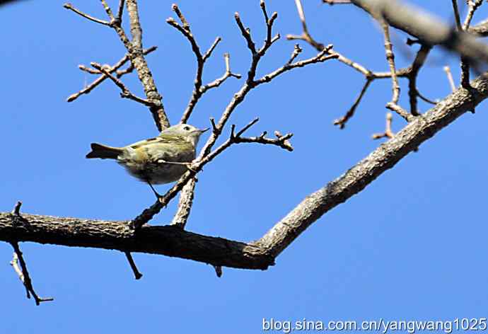 高枝头的戴菊鸟 高枝头的戴菊鸟