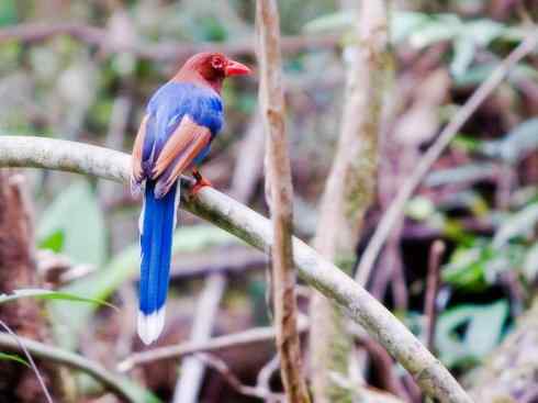 美丽无罪：雀鸟之绿鹊