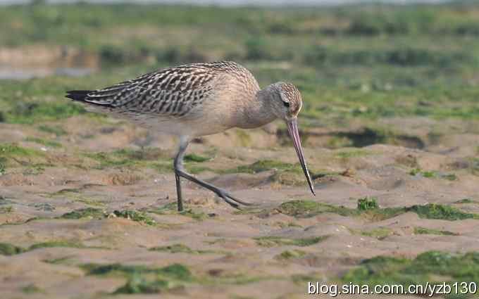 北戴河的斑尾塍鹬（组图）
