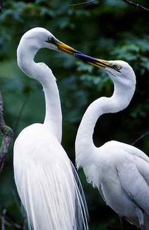 辽宁红铜沟——大白鹭宁静的家园