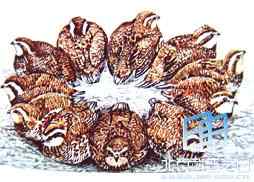 日本绿啄木叫声下载