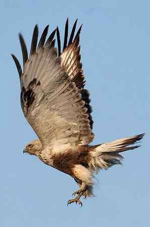 多图展示捕鼠英雄毛脚狂