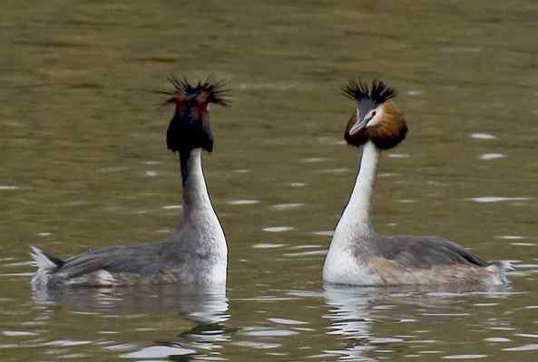 水上探戈舞蹈家——鸊鷉