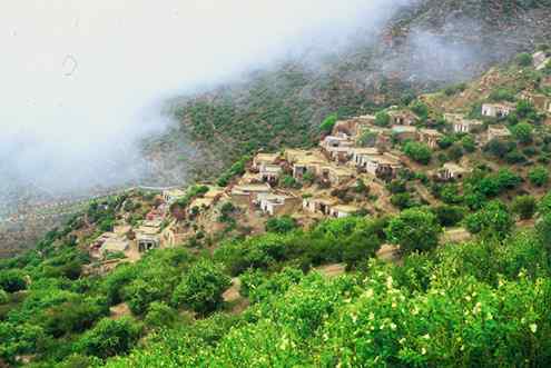 雉类也有卵寄生