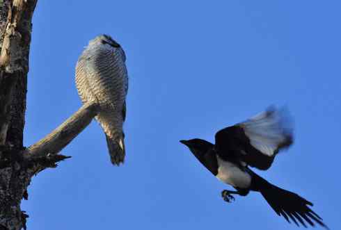 [组图]猛鸮与喜鹊的领地争夺战