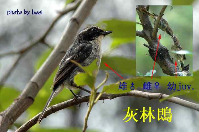 昆明常见鸟类图片