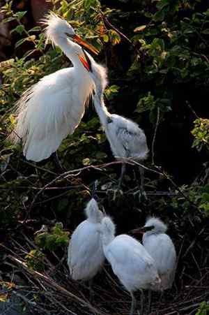 黄嘴白鹭东亚珍稀水禽