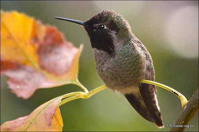 20张最美丽的蜂鸟图片
