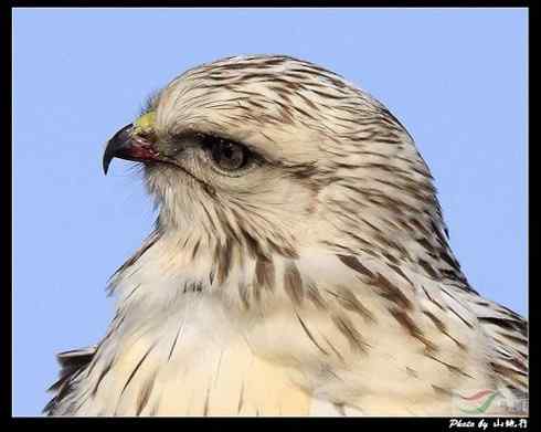 捕鼠的猛禽——看看他们的嘴