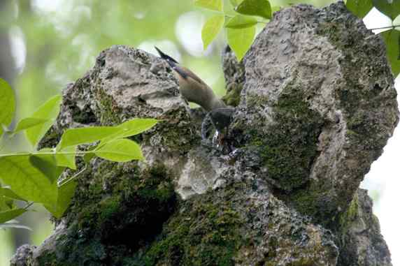 文殊院鸟儿快乐饮水
