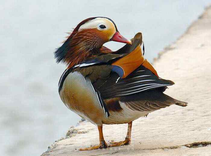 世界著名鸟类——雁形目