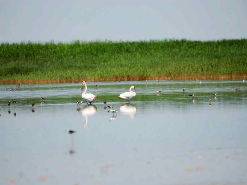 疣鼻天鹅 亲密伴侣