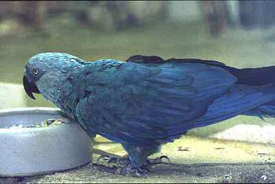 最后一只翠蓝金刚鹦鹉