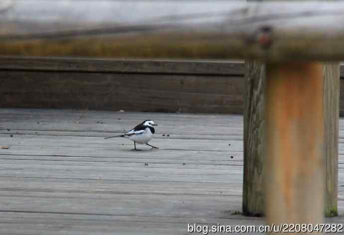 151.圣诞节送上12月份拍新鸟 151.圣诞节送上12月份拍新鸟