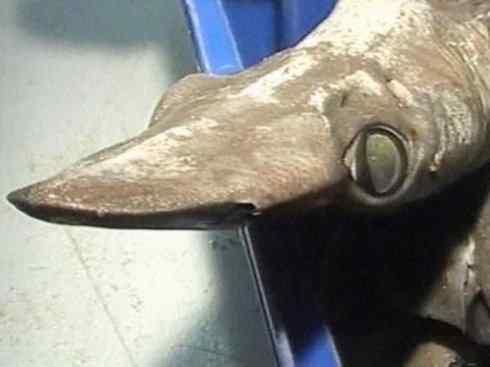 鱼类活化石：长吻银鲛