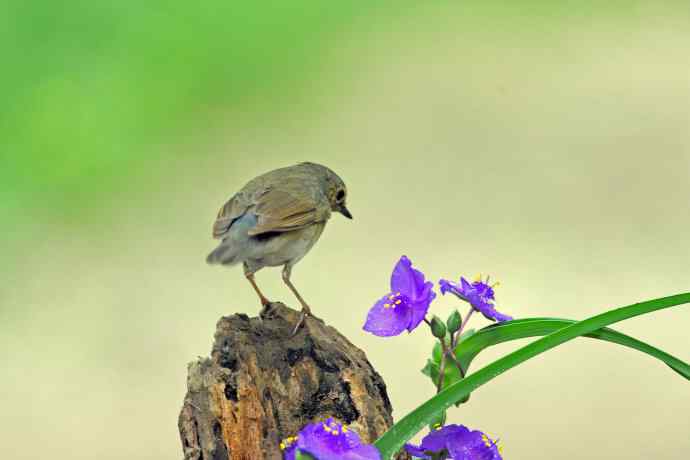 雌性蓝歌鸲与紫露草（4）