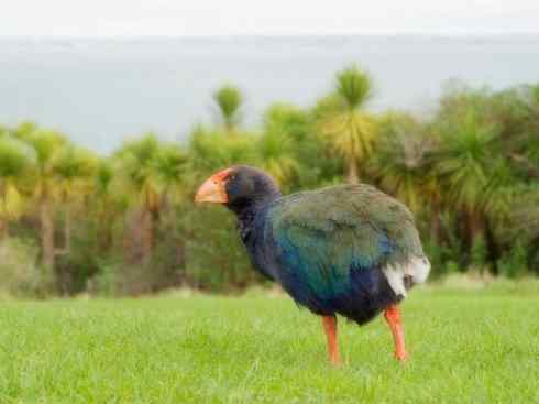 奇特的盔：紫水鸡