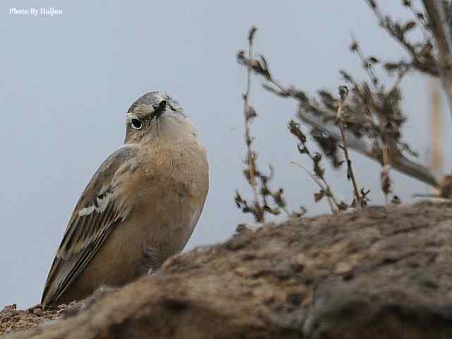 野鸭湖拍摄纪实(黄头鹡鸰及其它) 野鸭湖拍摄纪实(黄头鹡鸰及其它)