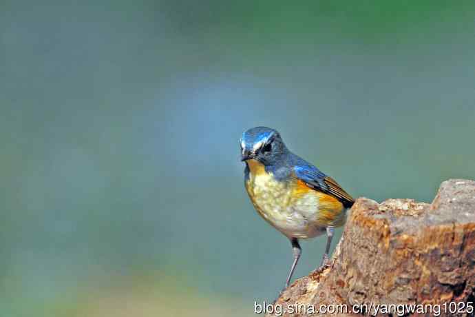 雄性红胁蓝尾鸲(33) 雄性红胁蓝尾鸲(33)