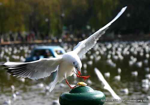 95张鸟儿嬉戏精品图集