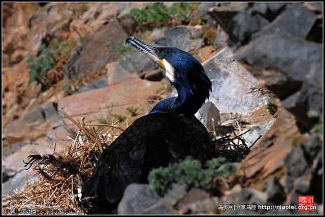 【加贝先生原创摄影】 青海湖鸟岛上的鸬鹚鸟(16p)