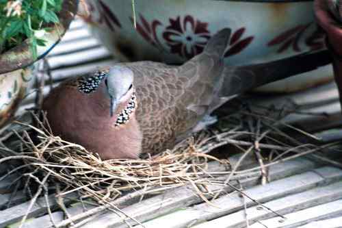 鸟巢幼鸟写真第1辑