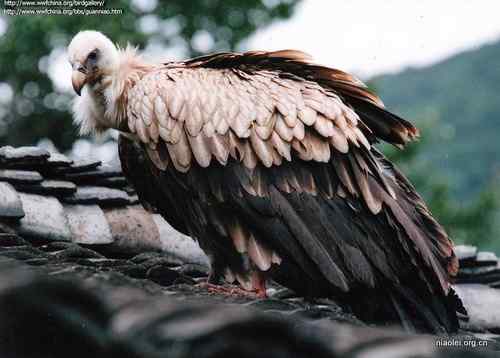 鹰类雕类猛禽图片大全