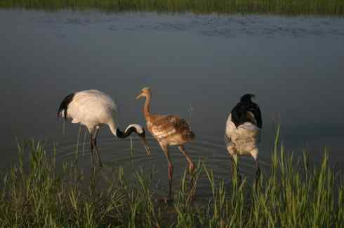 [组图]丹顶鹤三口之家