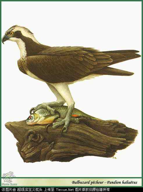 手绘画第5辑——猛禽和啄木鸟