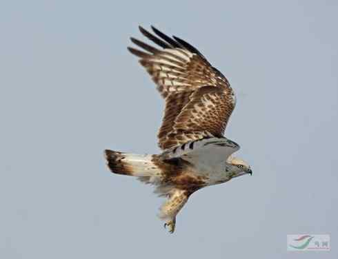 多图展示捕鼠英雄毛脚狂