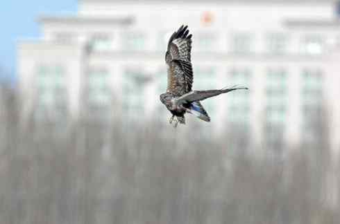 遨游天空 毛脚狂奔放飞翔