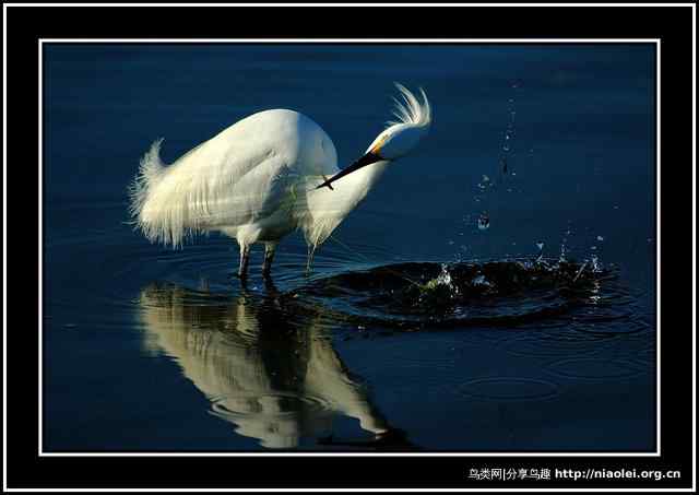 [组图]漂亮的水鸟摄影图片