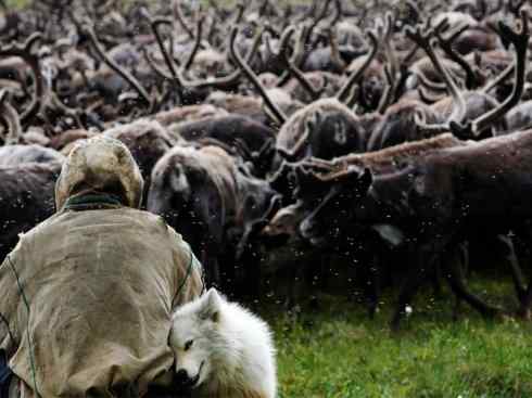 自然奇观：动物大迁徙(北美驯鹿长征)